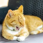 Mysliborka 펜션