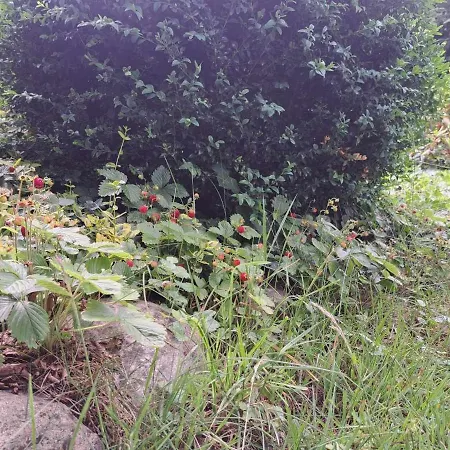 בית נופש Mysliborka נובה וארפנו