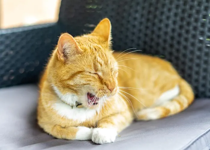 Myśliborka Dom wakacyjny