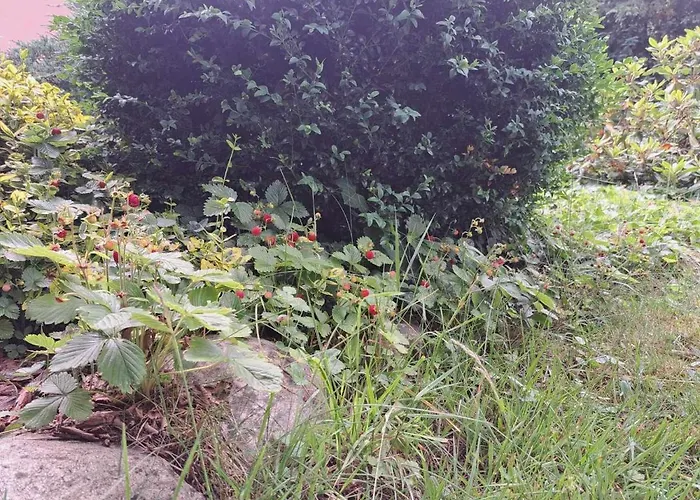 Prázdninový dům Mysliborka Nowe Warpno